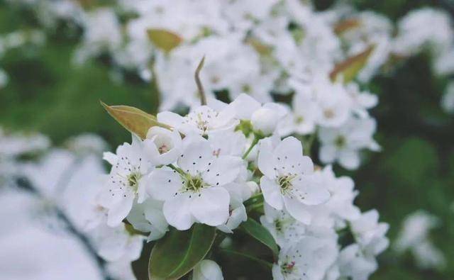 江苏赏花季，为什么我要劝你要去苏州这5处赏桃花地，只因太美了