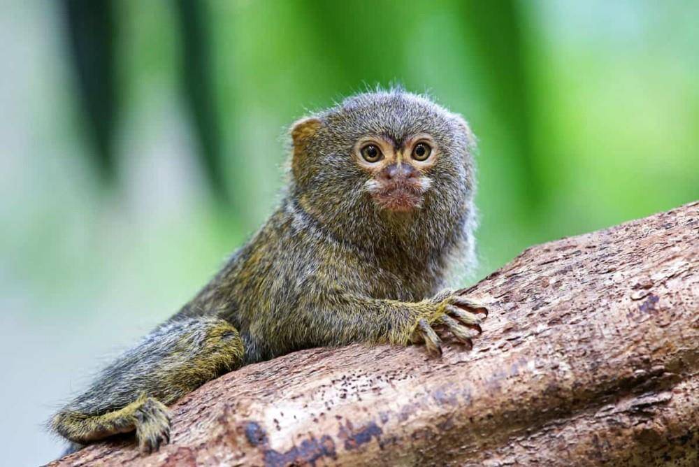 世界上最“迷你”的猴子，体型跟老鼠一样大小，无奈被鸟类捕食