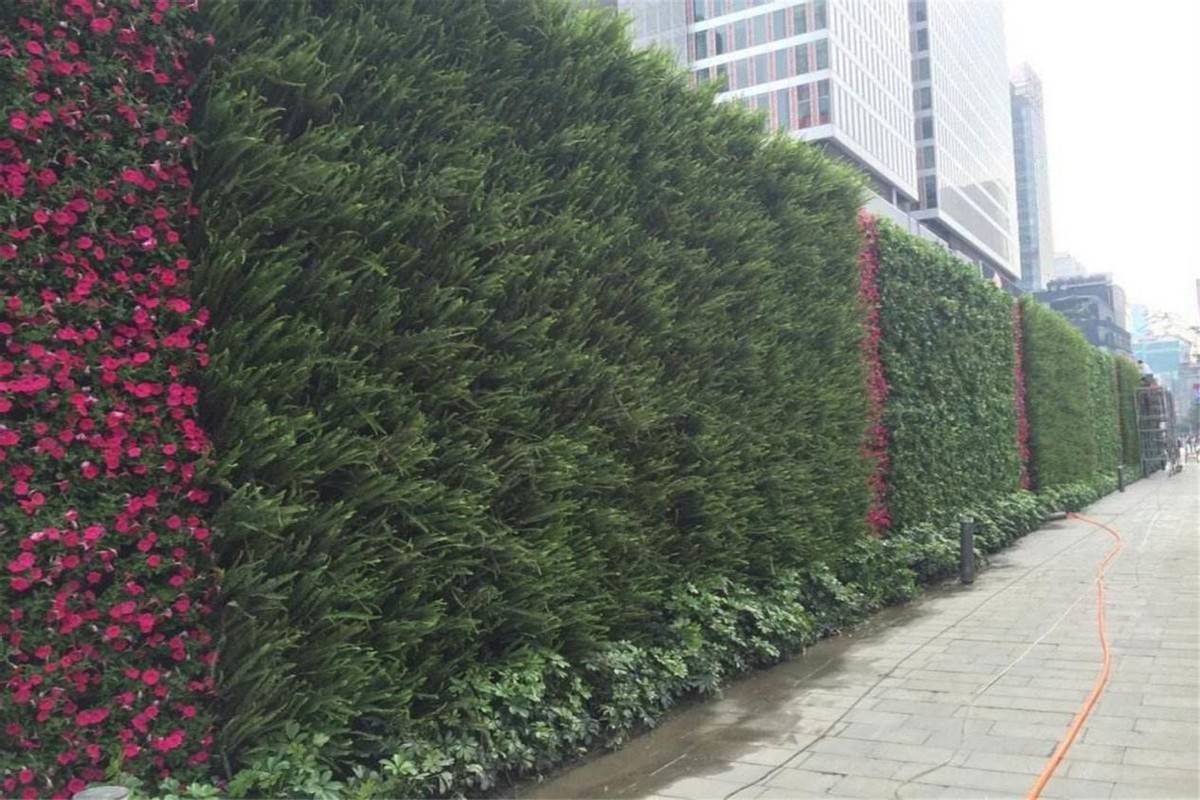 华源发:许多人把它叫做会上墙的冬青,它是._扶芳_绿化_植物