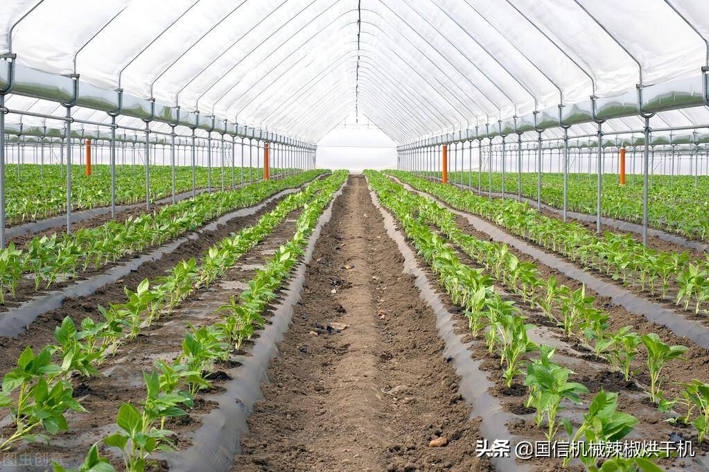辣椒种植技术分享:辣椒的温湿度管理_拱棚_温度_进行