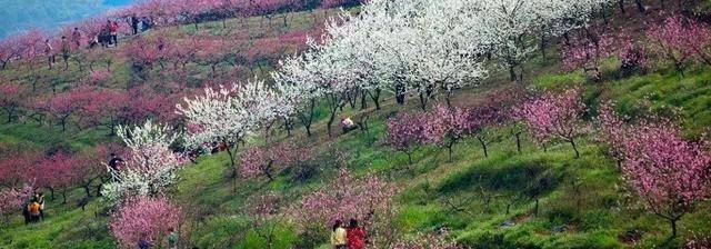 江苏赏花季，为什么我要劝你要去苏州这5处赏桃花地，只因太美了