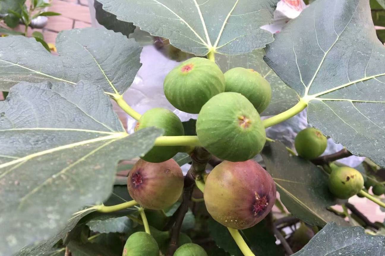 一定要多給盆栽無花果施肥,一些有機肥就非常好,比如說家裡的雞蛋殼