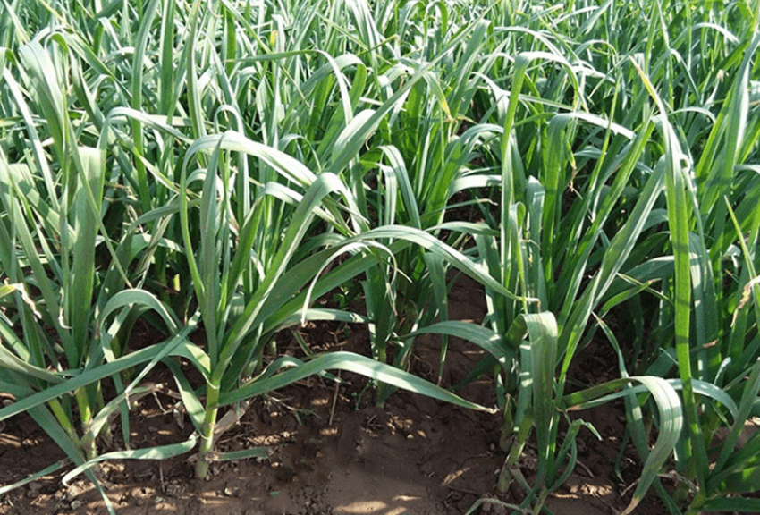 原创了解这些方法种植大蒜不发黄不干尖还高产用过就知道