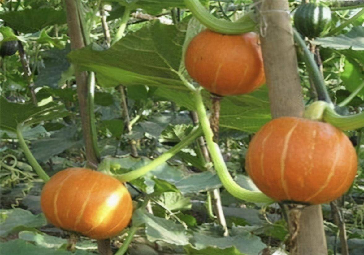 原创如何在露地栽培出高产量南瓜呢一次种植多茬采收