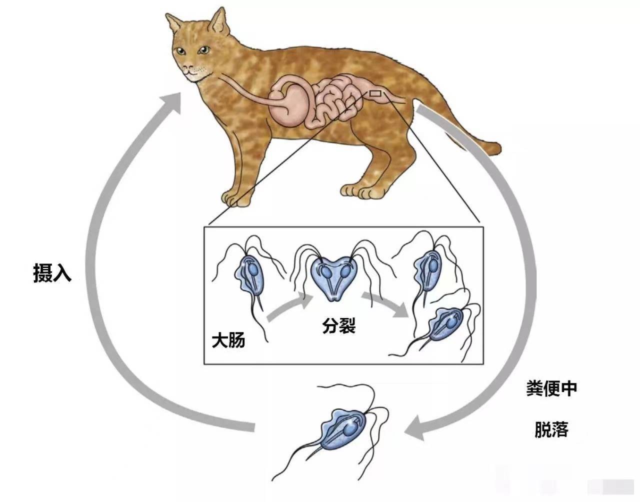 一种让猫咪反复拉肚子的寄生虫.你了解吗?_滴虫_in_三毛