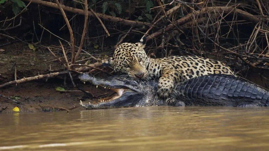 美洲豹吃鳄鱼并不是个例,而是普遍现象,摄影师多次拍到美洲豹猎杀鳄鱼