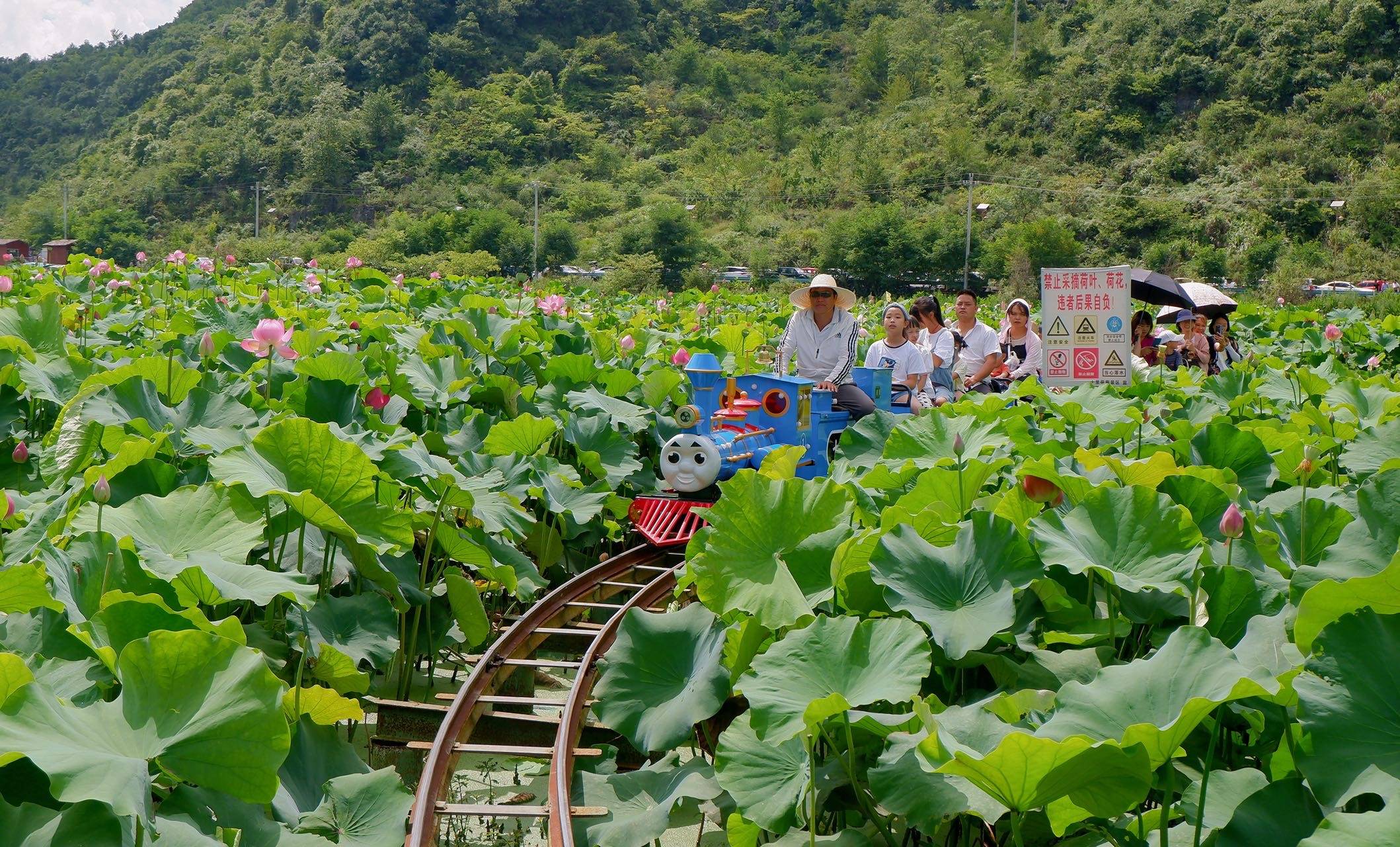 安顺夏天最火的景区，十里荷花廊里开火车，工作日依旧人山人海