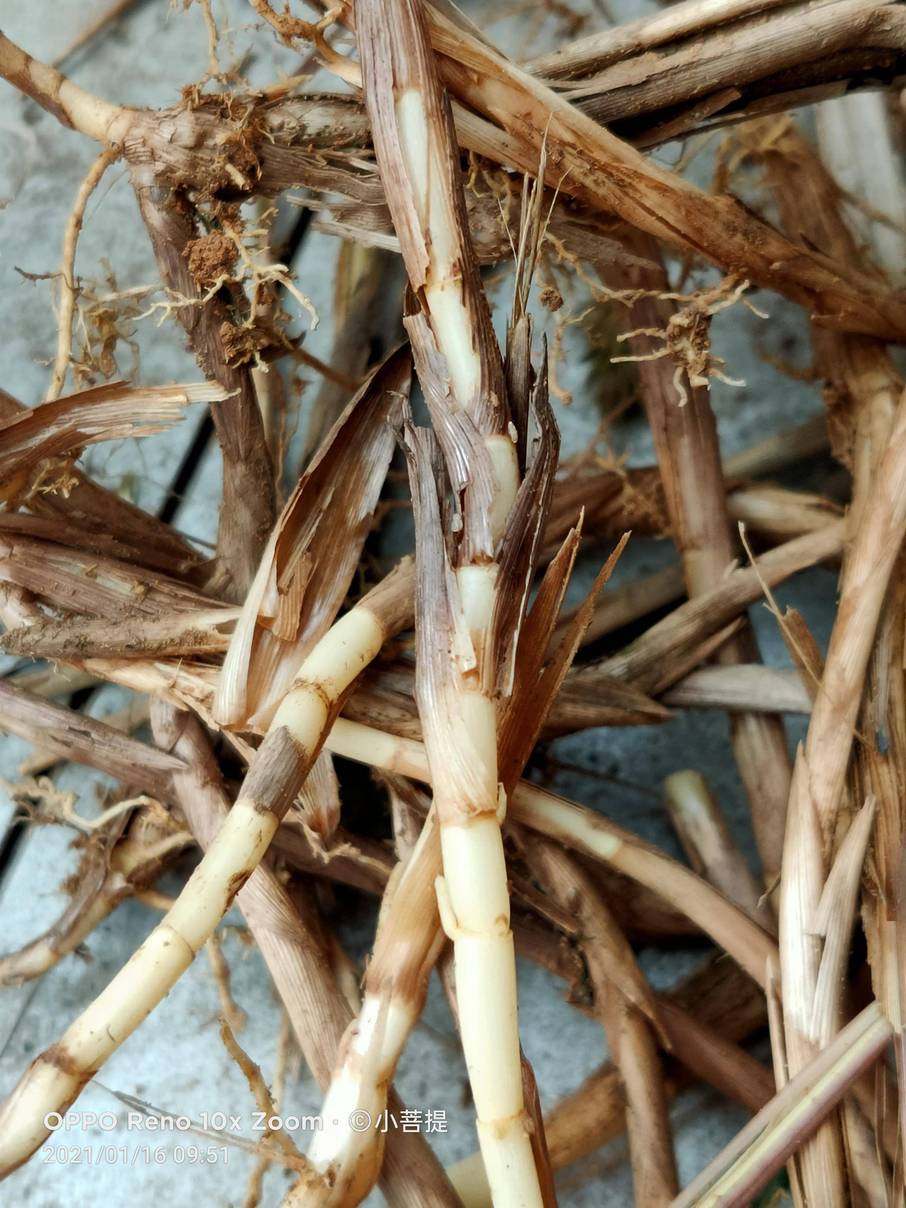 这种植物是埋在土里的甘蔗,嚼在嘴里很甜,尤其是对小孩有益