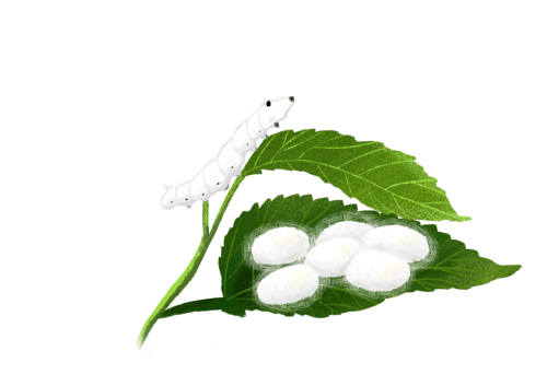 从蚕到蚕丝,吐丝结茧一生经过四个过程:蚕卵,幼虫,蛹,蚕蛾.