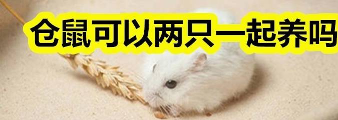 原创仓鼠能够两只一路养吗