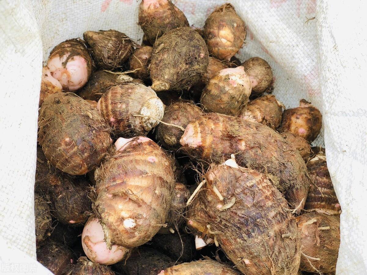九头芋,单株产量比红芽芋和白芽芋都高,可以达到3斤左右,生长周期也更