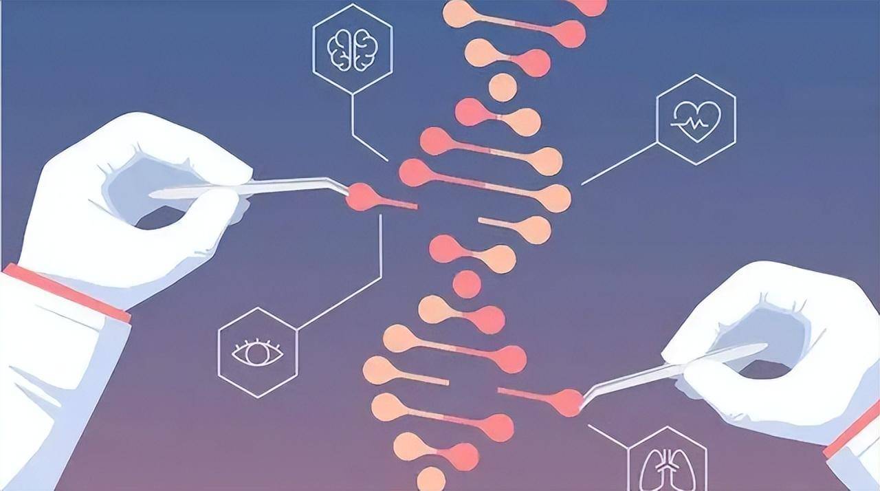 原創將豬腎移植到人體後仍可以正常工作我們的腰子是否有救了