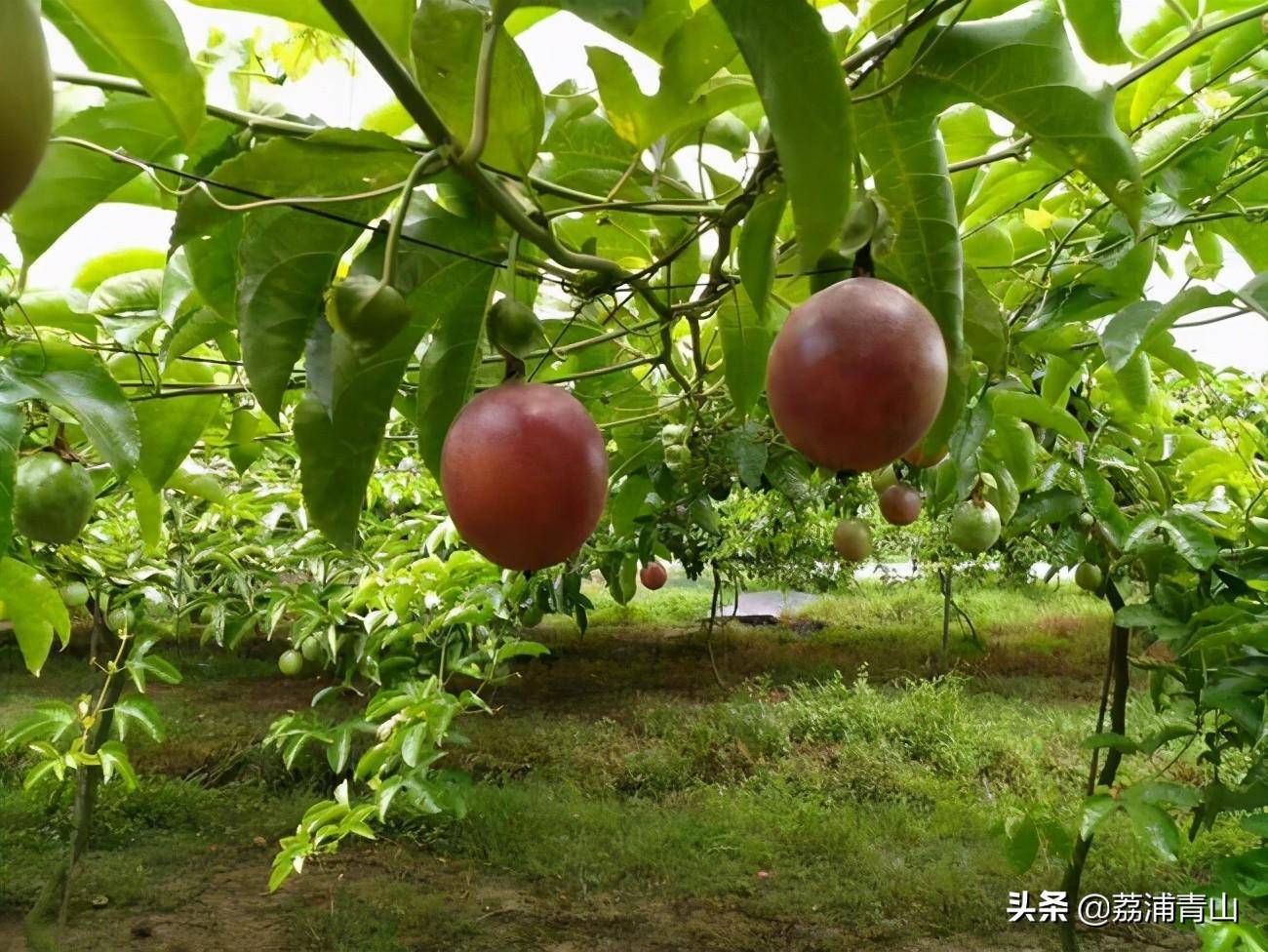 種植百香果,做好藤蔓管理可提高產量和果品_修剪_果園_個人