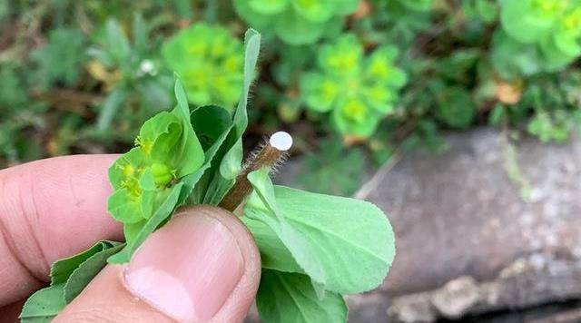 猫眼草的名字很多,像五点草,乳浆草,烂疤眼,五风草,打碗棵,秃子花