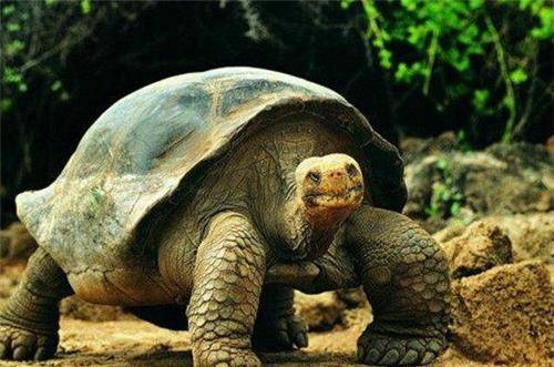 世界上最长寿乌龟，一生送走了三代饲养员，说出年龄你难以置信