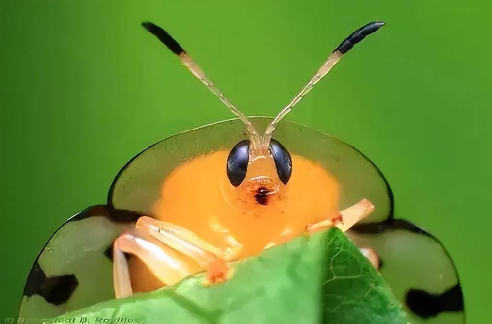 广东村民发现金梳龟甲虫!害虫也如此昂贵?真的含金吗_物种_黄金_网友