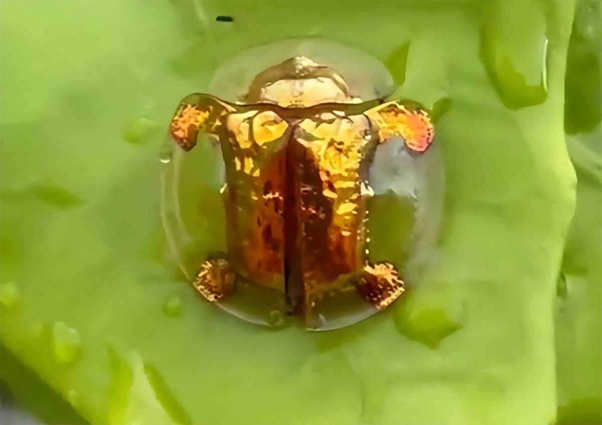 广东河源村民发现3只金梳龟甲,网传20万一只,真有那么值钱吗?