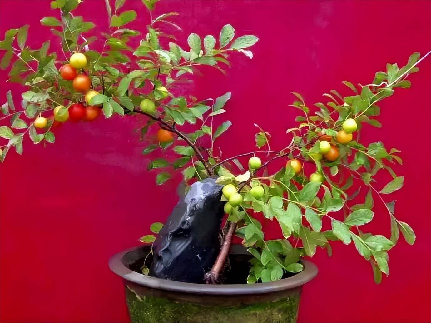 简单易打理,好吃又好看,钙果盆栽种植技术分享给你_营养_苗木_进行