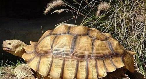 世界上最长寿乌龟，一生送走了三代饲养员，说出年龄你难以置信