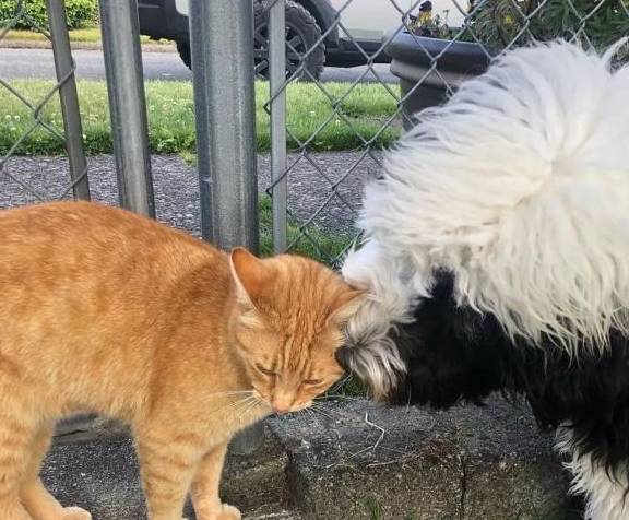 狗狗最近魂不守舍,原来是爱上了一只猫,但舔狗舔到最后一无所有_猫咪