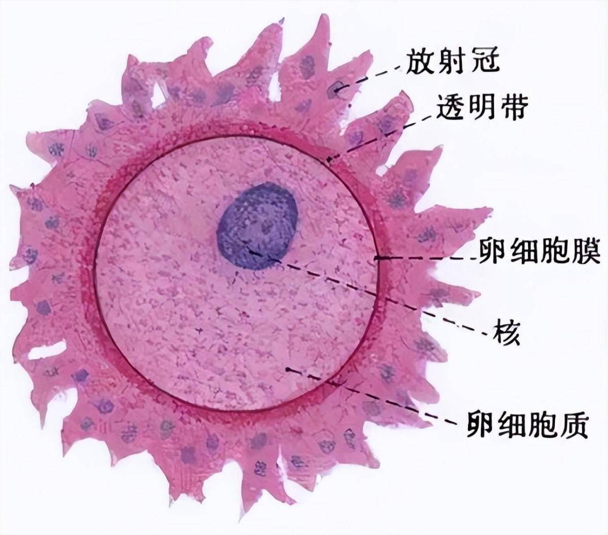 人体卵细胞的结构图片