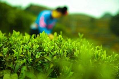 夏茶成为茶农增收“金叶子”，丹寨50家茶企开足马力全面开工