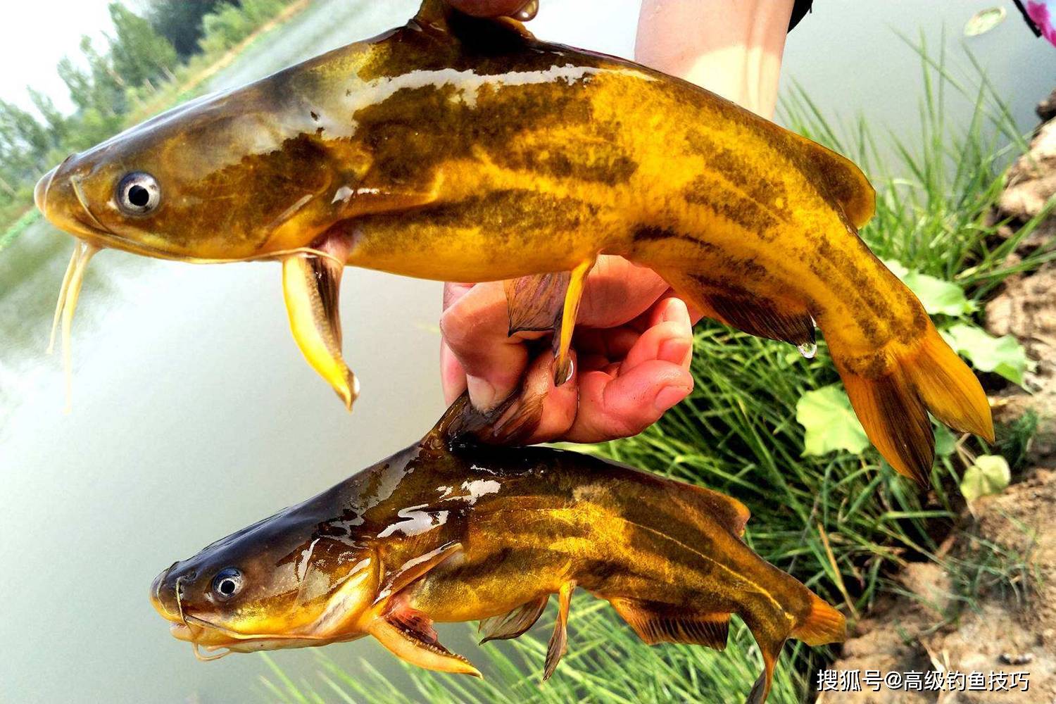 嘎鱼的4个特殊习性 掌握了这几点 秋季钓嘎鱼连竿 淡水鱼 效果 白天