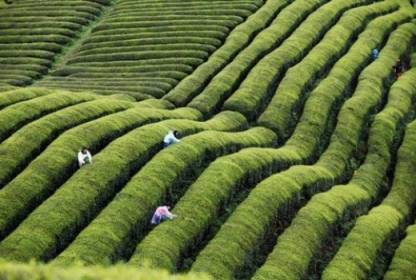 夏茶成为茶农增收“金叶子”，丹寨50家茶企开足马力全面开工