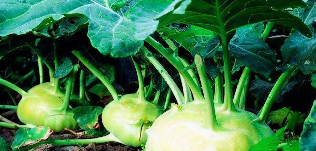 蔓菁这种蔬菜中含有多种对人体有益的营养成分,特别是碳水化合物和膳食