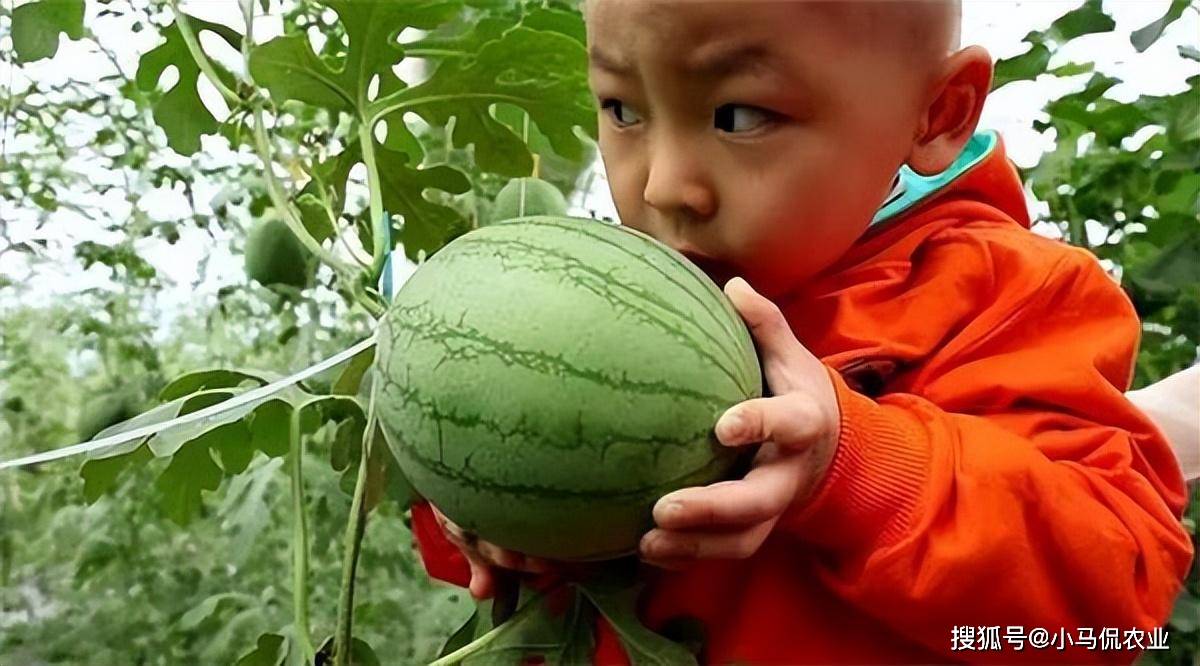 韓國拱形西瓜農場產量高傳統2倍,兩邊立體生長中間掛果,1藤1瓜_大棚