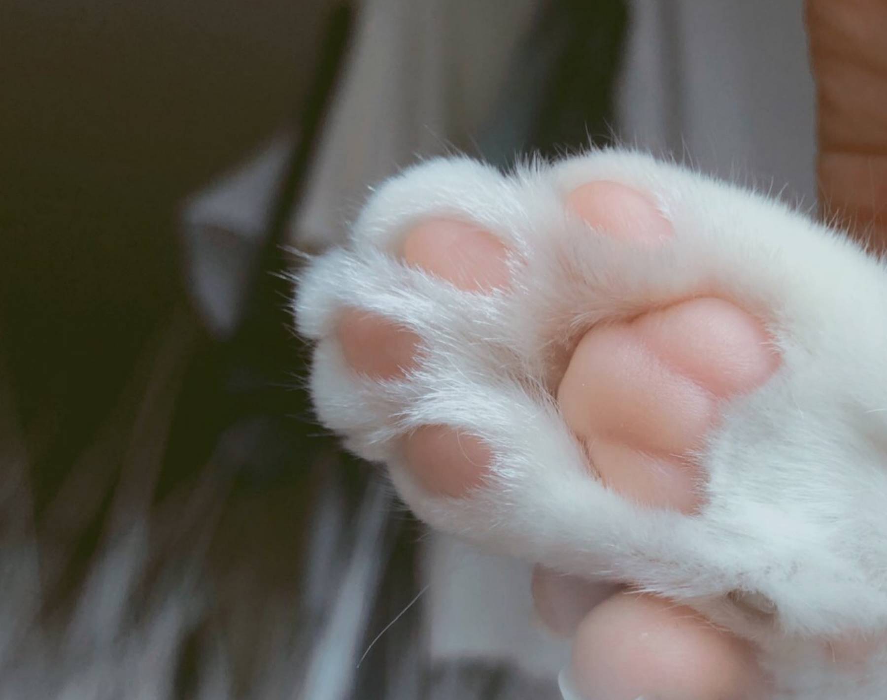 猫咪萌爪肉垫太可爱了!