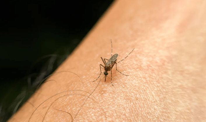 周建明雄汇游资行业前沿：为什么容易被蚊子咬？