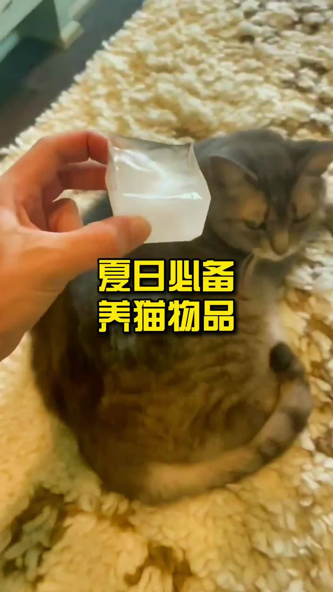 夏日必备养猫物品 养猫 必备 夏日