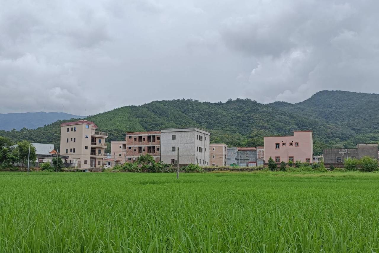 八万镇积极推进“浪漫荷香”示范带建设_工作_吉水_陆丰