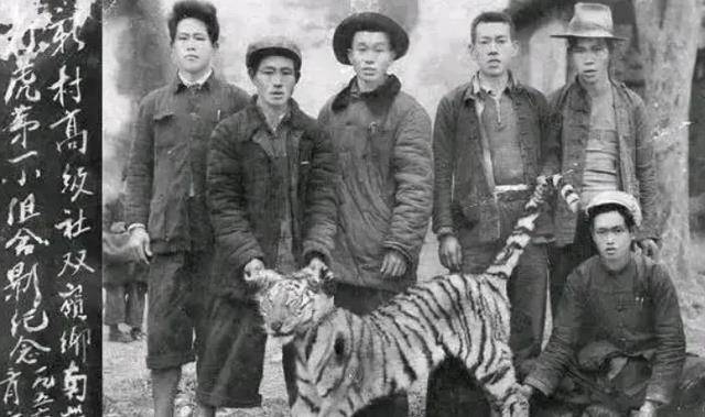 “老虎”57年湖南“百虎围村”事件：2000多人葬身虎口，真相是怎样的？