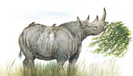 犀牛和貘外形差别巨大,却是"亲姐妹",5000万年前有