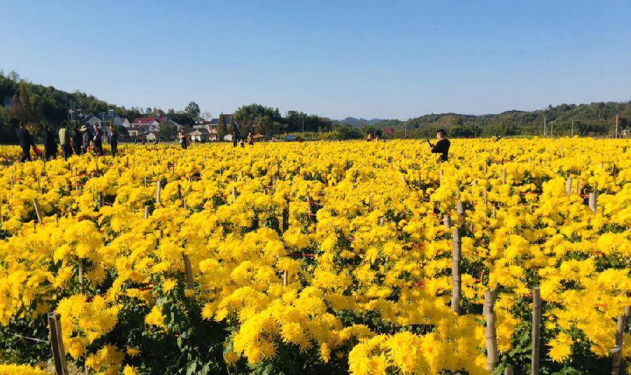广德杨滩:"采菊东篱下"山村景色,千亩菊花绽放_花海_种植_农业