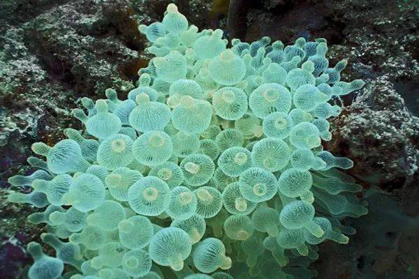 quadricolor属:樱蕾篷锥海葵entacmaea科:海葵科 actiniidae目:海