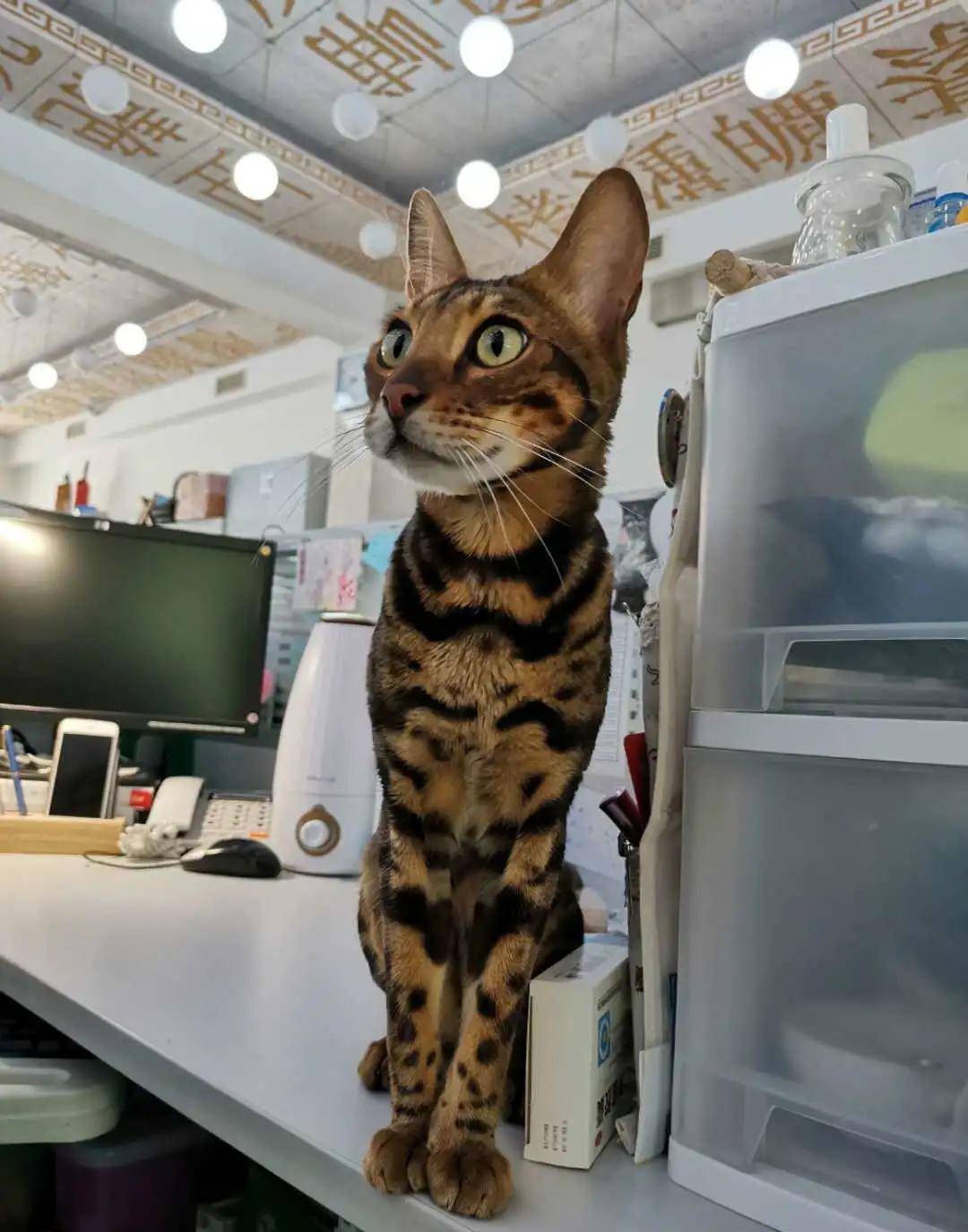 马未都:这敢情是练健美出身的猫?_布能豹_观复博物馆_姐姐