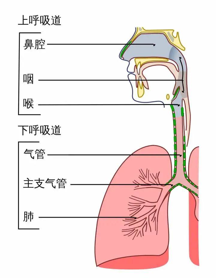 声门分区图片