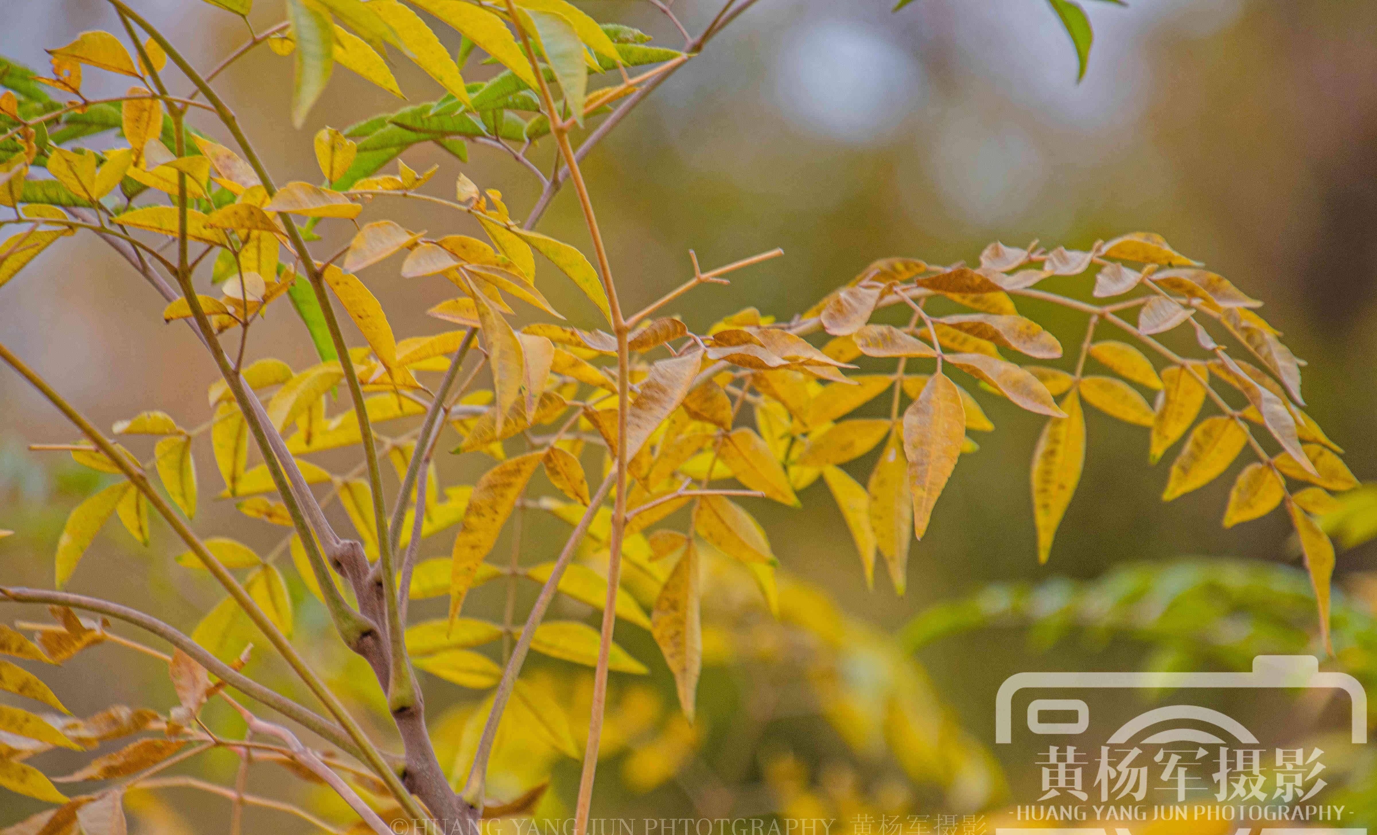 遇见深秋叶黄的苦楝树,熟悉的乡村景色美丽多彩的叶子