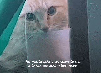 流浪猫为取暖撞破窗户，躲在纸箱不肯出来，小姐姐最终喂肉肉驯服