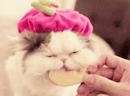 原创
            爆笑GIF图：猫咪都是这么吃苹果的吗？还是因为太胖了？
                
                 