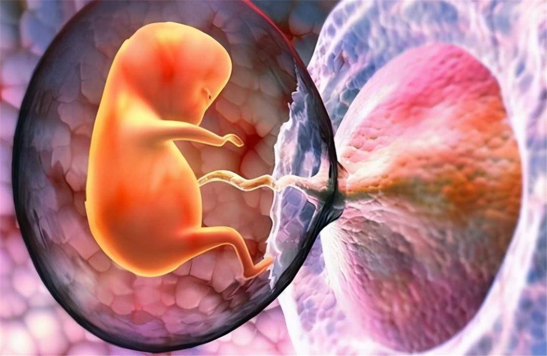 科学家在人类胎盘中发现微塑料,可能影响胎儿发育_研究_人体_污染