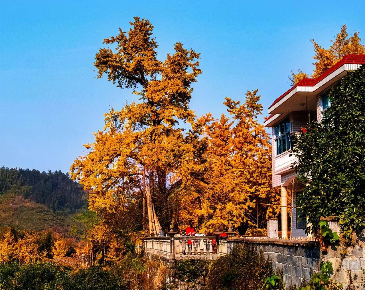 浙江省十大最美银杏村落之首的杨家村_杭州_季节_满地