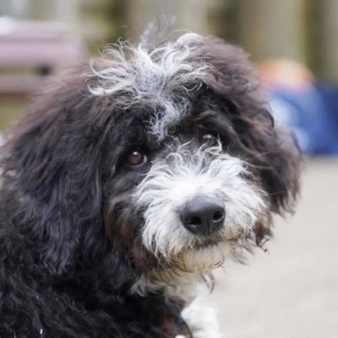 纯种巨型高加索幼犬，双血统赛级熊版的魅力在哪？🐾-狗狗-淘宝好物网, image size:1080x1080