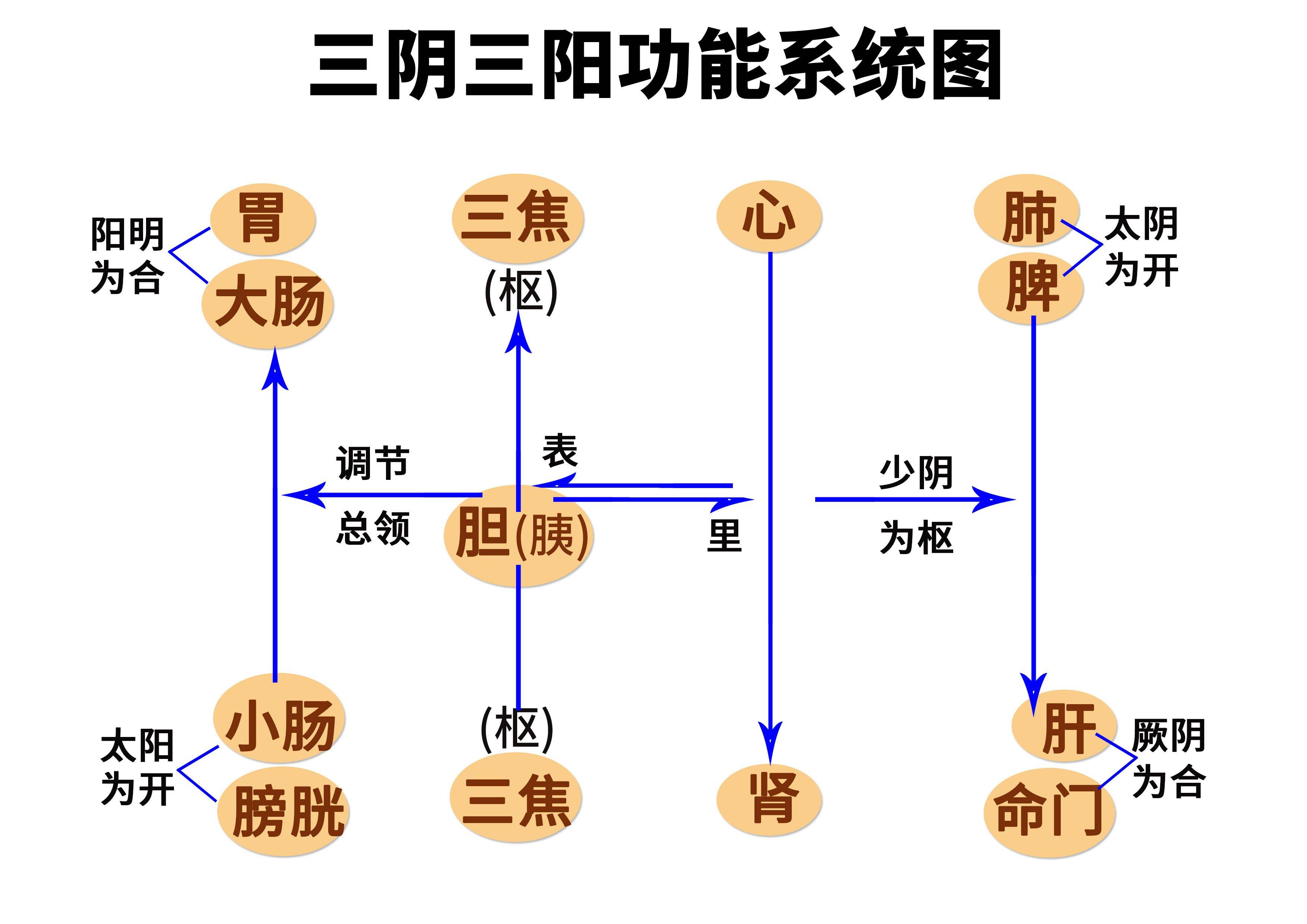 人的经络系统 十二经脉的走向分布