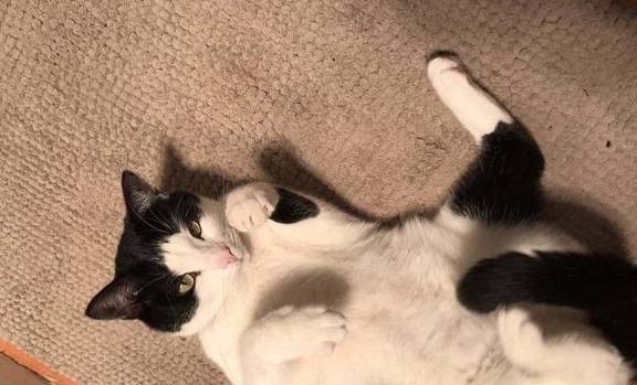 脏兮兮的牛猫坐在屋檐下发呆:真刺激!