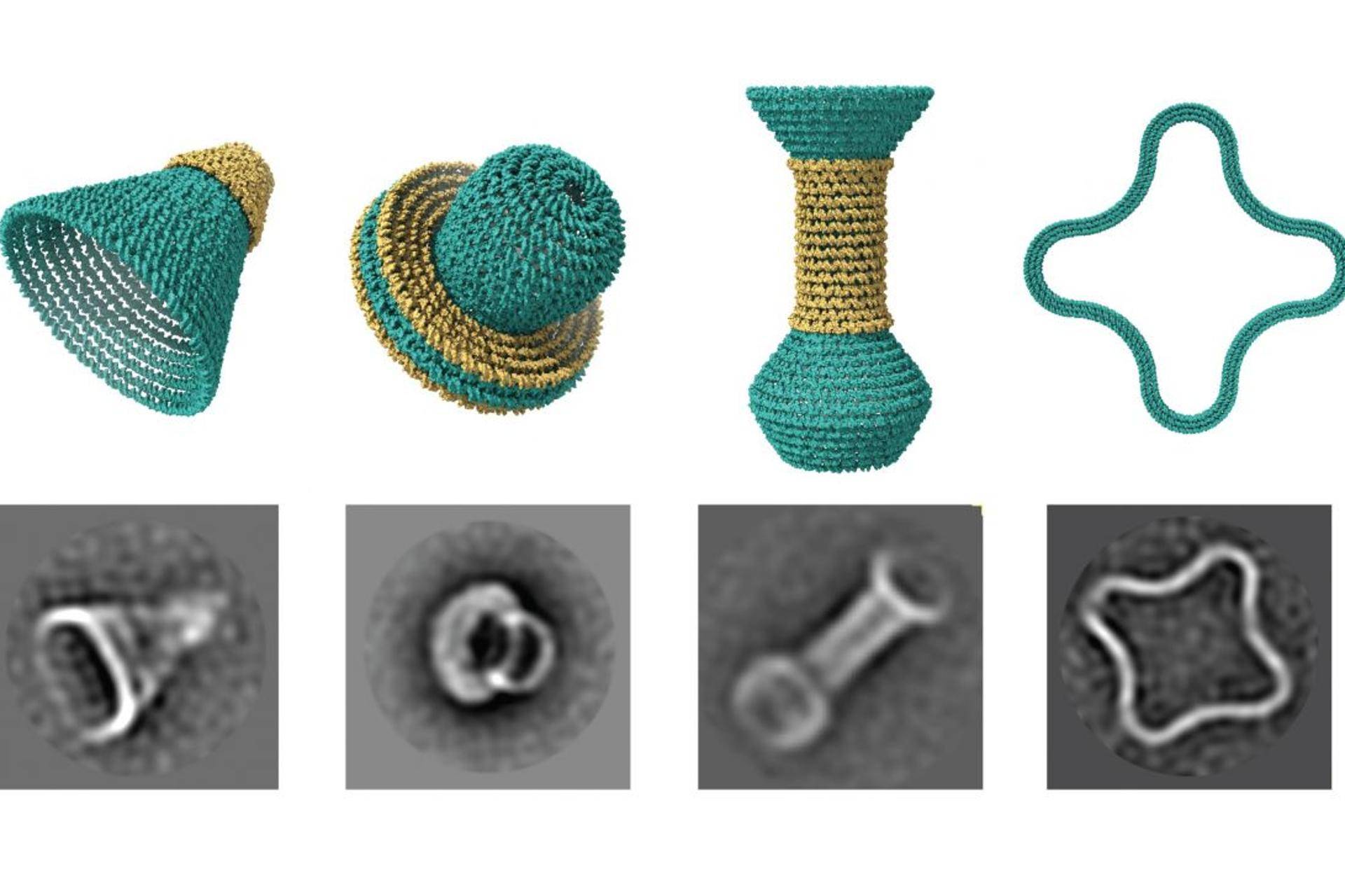 科学家可以用DNA创造出微小的、自我组装的花盆和花瓶_手机搜狐网