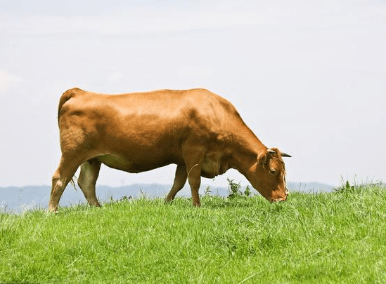 培育出顶级神户牛的日本人是从何时开始吃牛肉的_时代_烤肉_历史